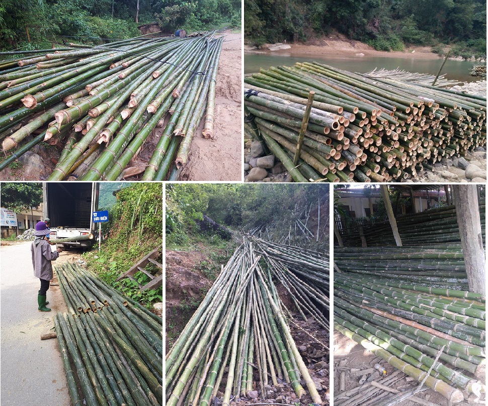 Cọc tre công trình Đà Nẵng